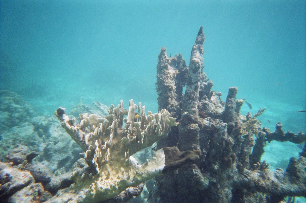 Photo of a yellowish, fan-like coral and an algae-covered columnar coral in a light blue sea